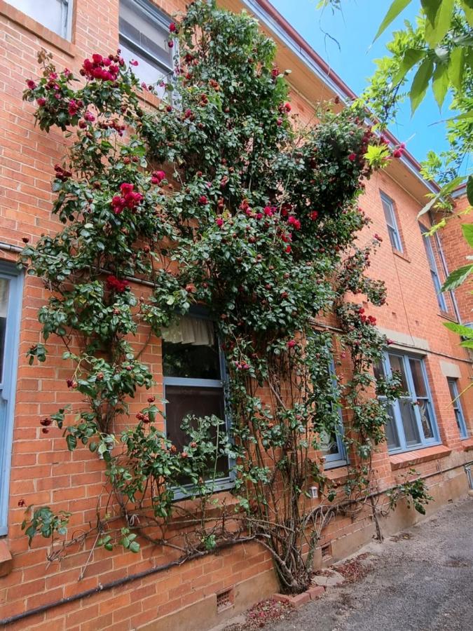 La Cochon Rose Motel Saint Arnaud Dış mekan fotoğraf