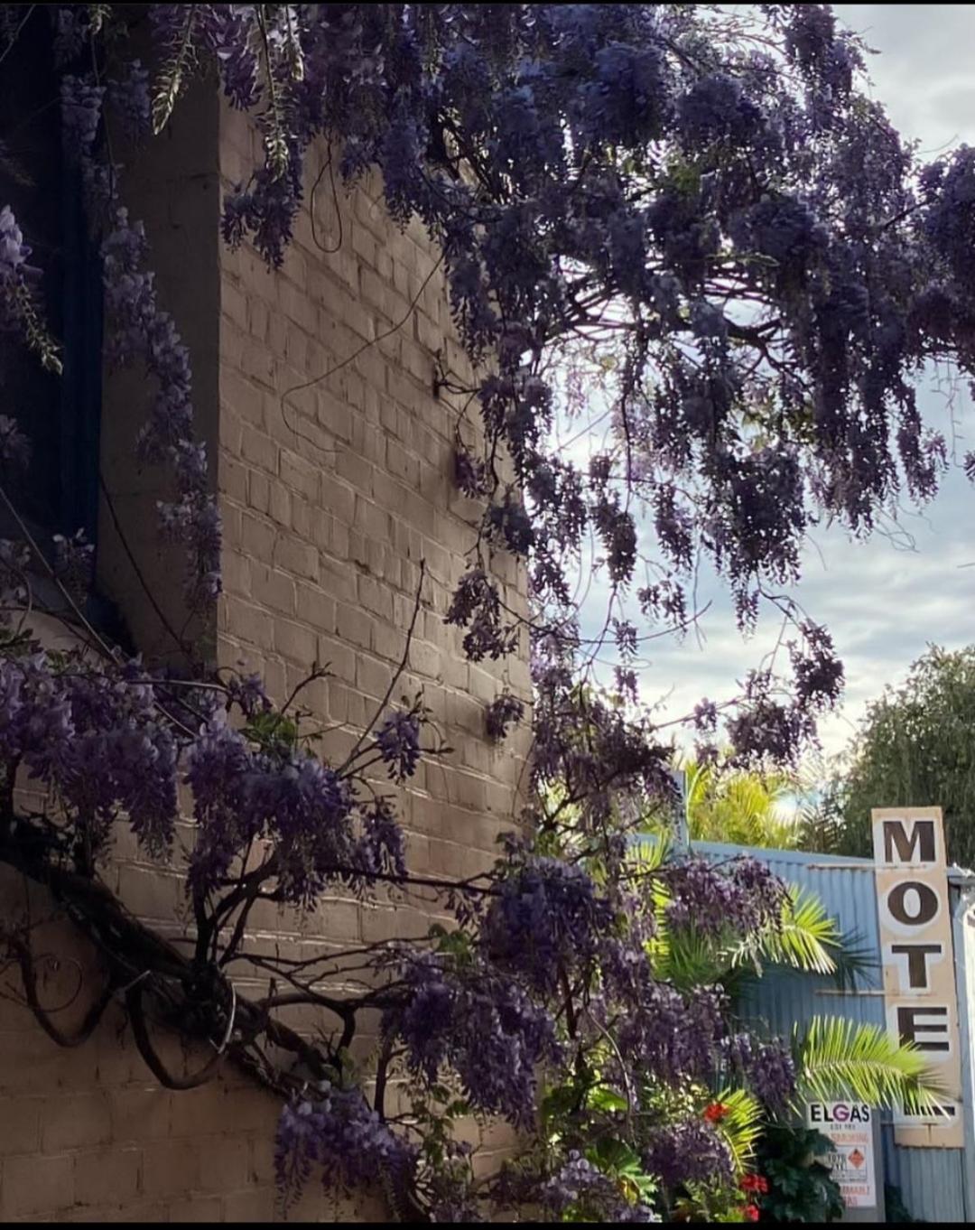 La Cochon Rose Motel Saint Arnaud Dış mekan fotoğraf